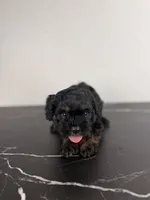 Buzz, a male Cavapoo for sale in Tampa, FL – 3 of 4