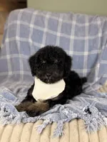 Tortugas, a male Miniature Bernedoodle for sale in Tampa, FL – 2 of 6