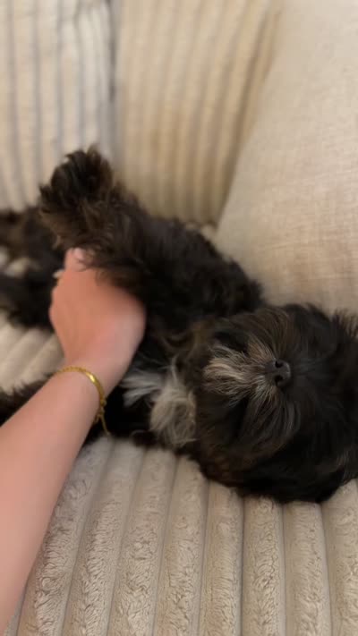 Woody, a male Cavapoo for sale in Tampa, FL – 8 of 8