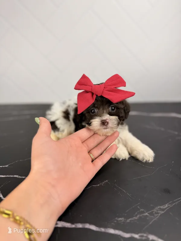 Molly – Aussiedoodle, Cockapoo puppy for sale in Tampa, FL