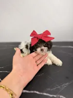 Molly, a female Aussiedoodle and Cockapoo for sale in Tampa, FL – 1 of 6