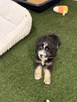 Ravioli , a male Miniature Bernedoodle and Miniature Aussiedoodle for sale in Tampa, FL – 10 of 10
