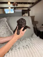 Vulcan, a male Miniature Aussiedoodle for sale in Tampa, FL – Photo 4 of 7