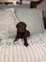 Vulcan, a male Miniature Aussiedoodle for sale in Tampa, FL – Photo 7 of 7