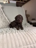 Vulcan, a male Miniature Aussiedoodle for sale in Tampa, FL – Photo 6 of 7