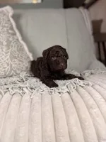 Vulcan, a male Miniature Aussiedoodle for sale in Tampa, FL – Photo 2 of 7