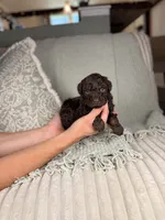 Vulcan, a male Miniature Aussiedoodle for sale in Tampa, FL – Photo 1 of 7