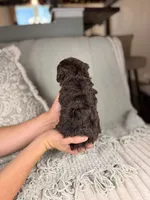 Vulcan, a male Miniature Aussiedoodle for sale in Tampa, FL – Photo 5 of 7