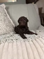 Vulcan, a male Miniature Aussiedoodle for sale in Tampa, FL – Photo 3 of 7