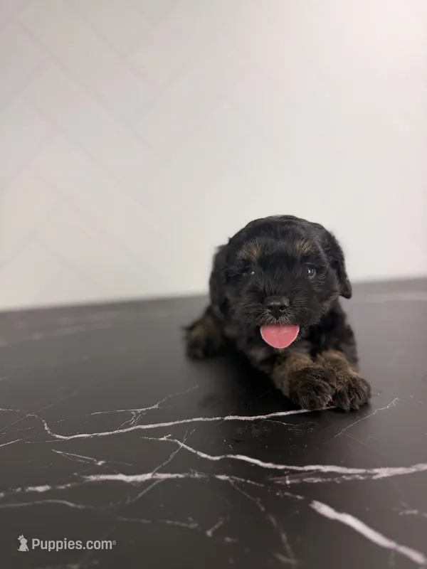 Buzz – Cavapoo puppy for sale in Tampa, FL