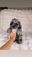 Clyde BLUE EYE TWEED , a male Cockapoo for sale in Tampa, FL – 3 of 6