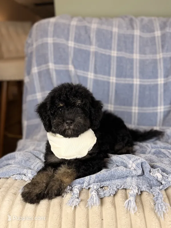 Tortugas – Miniature Bernedoodle puppy for sale in Tampa, FL