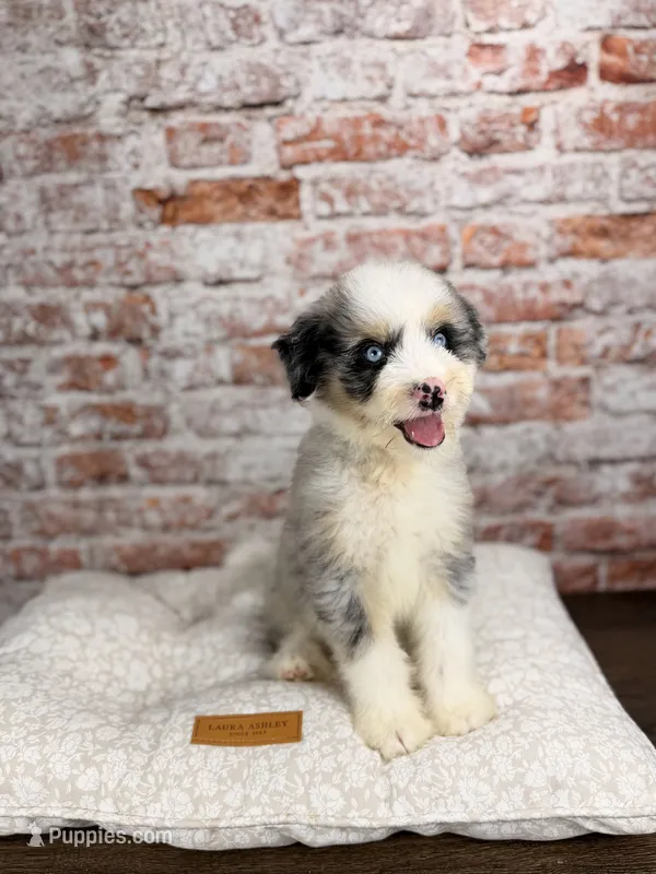 Tortellini BLUE EYES – Miniature Bernedoodle, Miniature Aussiedoodle puppy on hold in Tampa, FL