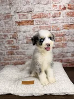 Tortellini BLUE EYES, a male Miniature Bernedoodle and Miniature Aussiedoodle for sale in Tampa, FL – 1 of 8