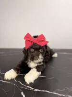 Bo peep, a female Aussiedoodle and Cockapoo for sale in Tampa, FL – 3 of 6