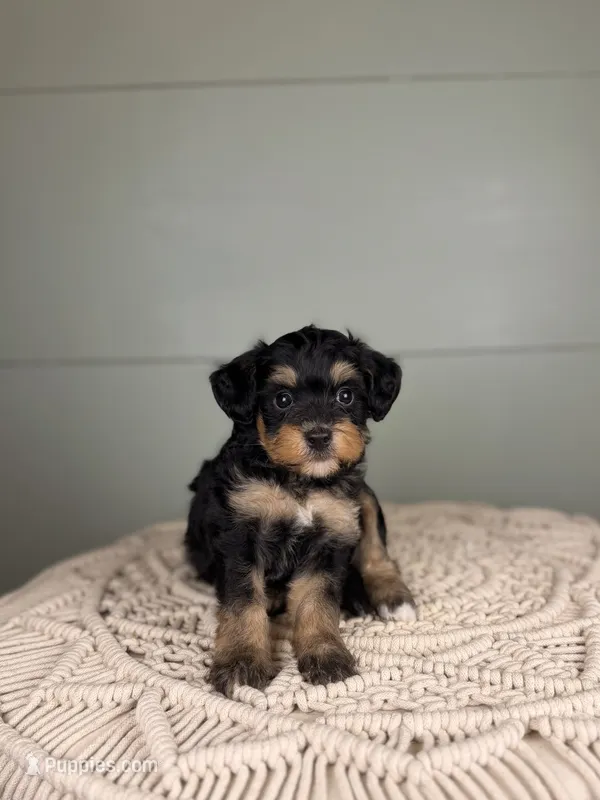 Largo – Miniature Bernedoodle puppy for sale in Tampa, FL