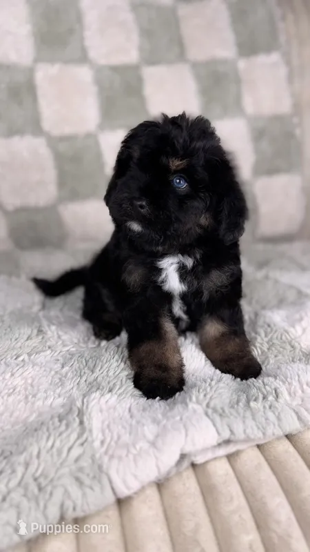 Strudel (Blue Eyes) – Miniature Bernedoodle, Miniature Aussiedoodle puppy for sale in Tampa, FL