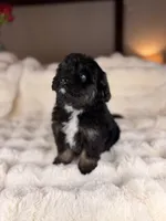 Strudel (Blue Eyes), a male Miniature Bernedoodle and Miniature Aussiedoodle for sale in Tampa, FL – Photo 7 of 7