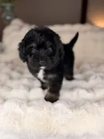 Strudel (Blue Eyes), a male Miniature Bernedoodle and Miniature Aussiedoodle for sale in Tampa, FL – Photo 6 of 7