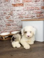Neapolitan BLUE EYES, a male Miniature Bernedoodle and Miniature Aussiedoodle for sale in Tampa, FL – 2 of 4