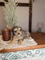 Turkey (Payment Plan)!!, a male Cavapoo for sale in Tampa, FL – Photo 1 of 4