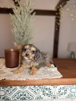 Turkey (Payment Plan)!!, a male Cavapoo for sale in Tampa, FL – Photo 2 of 4