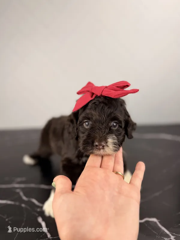 Bo Peep – Aussiedoodle, Cockapoo puppy for sale in Tampa, FL