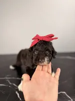 Bo Peep, a female Aussiedoodle and Cockapoo for sale in Tampa, FL – 1 of 3