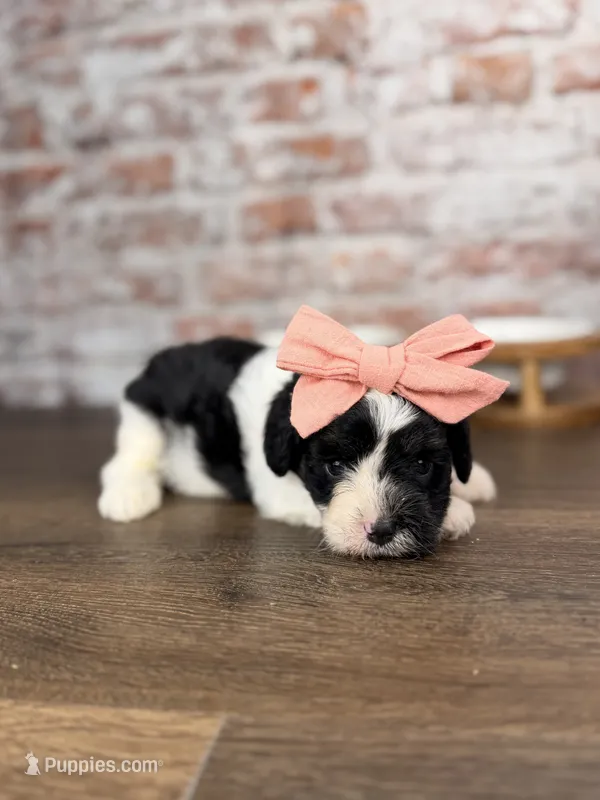 Barbie FREE to guardian – Cavapoo puppy for sale in Tampa, FL