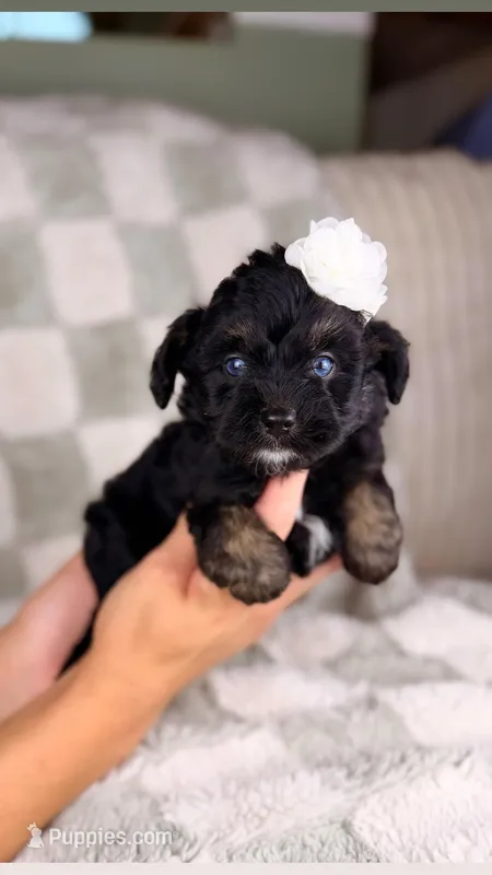 Muffin (Blue Eyes) – Miniature Bernedoodle, Miniature Aussiedoodle puppy for sale in Tampa, FL