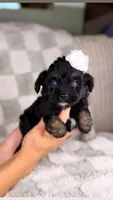 Muffin (Blue Eyes), a female Miniature Bernedoodle and Miniature Aussiedoodle for sale in Tampa, FL – Photo 1 of 4