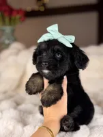 Muffin (Blue Eyes), a female Miniature Bernedoodle and Miniature Aussiedoodle for sale in Tampa, FL – Photo 3 of 4