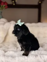 Muffin (Blue Eyes), a female Miniature Bernedoodle and Miniature Aussiedoodle for sale in Tampa, FL – Photo 4 of 4