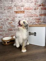 Penne BLUE EYES, a male Miniature Bernedoodle and Miniature Aussiedoodle for sale in Tampa, FL – 6 of 6