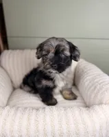 Cannoli, a male Miniature Bernedoodle and Miniature Aussiedoodle for sale in Tampa, FL – 3 of 6