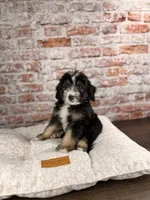 Ravioli , a male Miniature Bernedoodle and Miniature Aussiedoodle for sale in Tampa, FL – 7 of 10