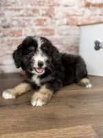 Ravioli , a male Miniature Bernedoodle and Miniature Aussiedoodle for sale in Tampa, FL – 2 of 10