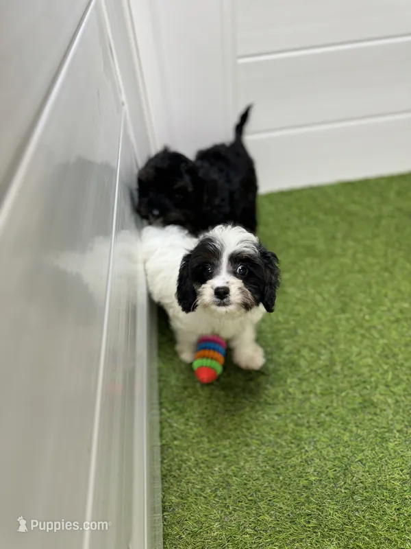 Jessie – Cavapoo puppy for sale in Tampa, FL
