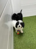 Jessie, a female Cavapoo for sale in Tampa, FL – 1 of 3
