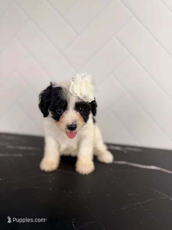 Jessie – Cavapoo puppy for sale in Tampa, FL