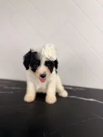 Jessie, a female Cavapoo for sale in Tampa, FL – 1 of 3