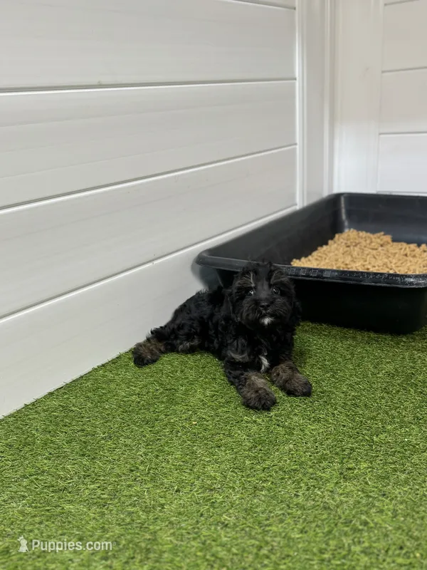 Buzz – Cavapoo puppy on hold in Tampa, FL