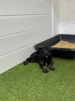 Buzz, a male Cavapoo for sale in Tampa, FL – 1 of 1