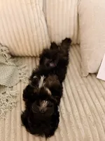 Woody, a male Cavapoo for sale in Tampa, FL – 3 of 8
