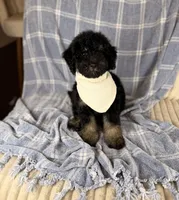 Tortugas, a male Miniature Bernedoodle for sale in Tampa, FL – 6 of 6
