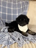 Tortugas, a male Miniature Bernedoodle for sale in Tampa, FL – 4 of 6