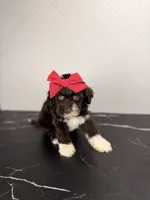 Bo peep, a female Aussiedoodle and Cockapoo for sale in Tampa, FL – 4 of 6