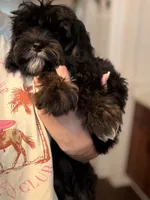 Woody, a male Cavapoo for sale in Tampa, FL – 2 of 8