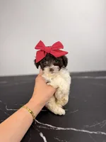 Molly, a female Aussiedoodle and Cockapoo for sale in Tampa, FL – 4 of 6