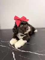 Bo peep, a female Aussiedoodle and Cockapoo for sale in Tampa, FL – 5 of 6